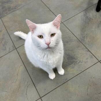 Rescue Domestic Short Hair Cats for Adoption in North Haven, Connecticut - Baobab | PetCurious