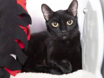 JULIET -  Domestic Short Hair Cat Available for Adoption in Phoenix, Arizona - JULIET | PetCurious
