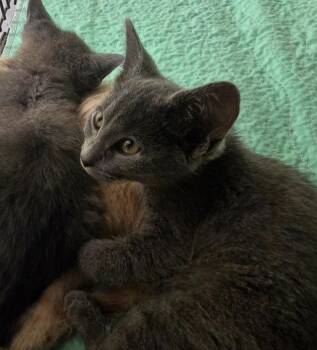 Ham -  Domestic Short Hair Cat for Adoption in Auburn, Indiana - Ham | PetCurious