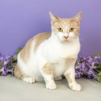 Freddie -  Domestic Short Hair Cat for Adoption in Durham, North Carolina - Freddie | PetCurious
