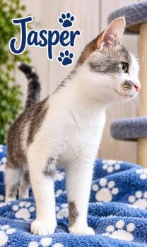 Jasper -  Domestic Short Hair Cat for Adoption in Dalton, Georgia - Jasper | PetCurious
