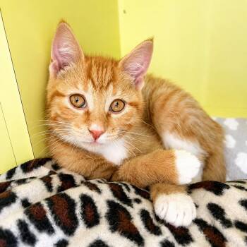 Yoyo -  Domestic Short Hair Cat for Adoption in Pontiac, Michigan - Yoyo | PetCurious