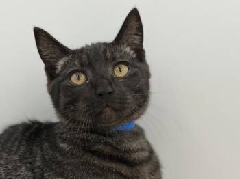 Arthur -  Domestic Short Hair Cat for Adoption in Portland, Oregon - Arthur | PetCurious