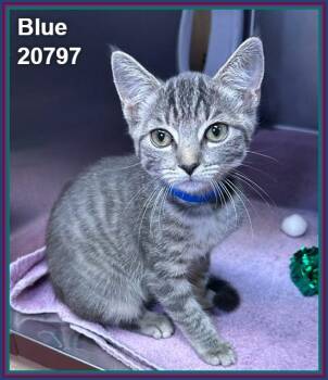 BLUE (see also BELLA) -  Domestic Short Hair and Tabby Cat for Adoption in Marietta, Georgia - BLUE (see Also BELLA) | PetCurious