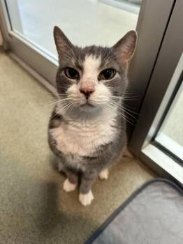 Maxi -  Domestic Short Hair Cat for Adoption in Palm Coast, Florida - Maxi | PetCurious