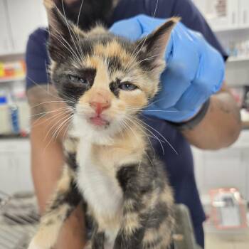 Domestic Short Hair Cats Available for Adoption in Newark, New Jersey - Peppie | PetCurious