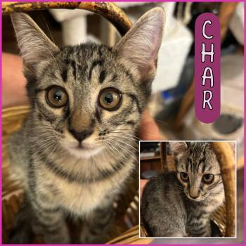 Rescue Domestic Short Hair Cats for Adoption in Vacaville, California - Char | PetCurious