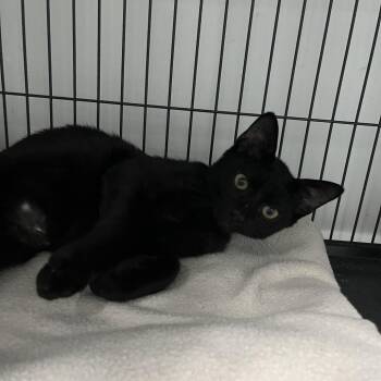 Wybie -  Domestic Short Hair Cat for Adoption in Lakeland, Florida - Wybie | PetCurious
