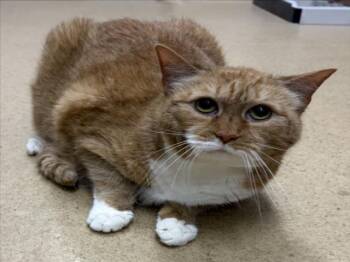 PATCH -  Domestic Short Hair Cat for Adoption in Derwood, Maryland - PATCH | PetCurious