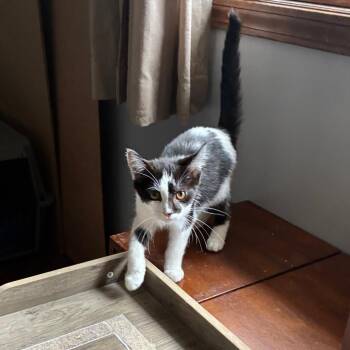 Domestic Short Hair Cats Available for Adoption in Carmel, Indiana - Addison @ Pawz Pet Cafe | PetCurious