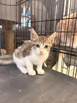 Frank -  Domestic Short Hair Cat for Adoption in Heber City, Utah - Frank | PetCurious