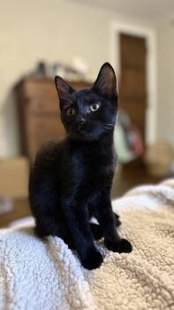 Leroy -  Domestic Short Hair Cat for Adoption in Ferndale, Michigan - Leroy | PetCurious
