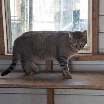 Liz -  Domestic Short Hair Cat for Adoption in Madison, Wisconsin - Liz | PetCurious