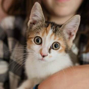 Rebel -  Domestic Short Hair Cat for Adoption in Charlottesville, Virginia - Rebel | PetCurious