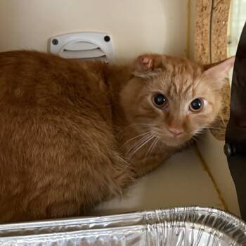 Isaac -  Domestic Medium Hair Cat for Adoption in Tulsa, Oklahoma - Isaac | PetCurious