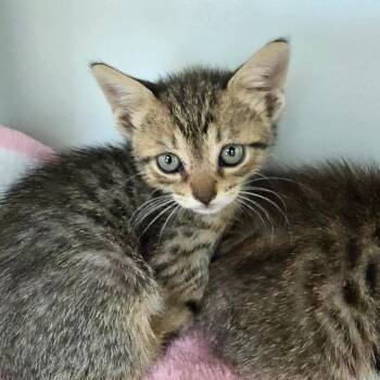 Gemma -  Domestic Short Hair Cat for Adoption - Gemma | PetCurious