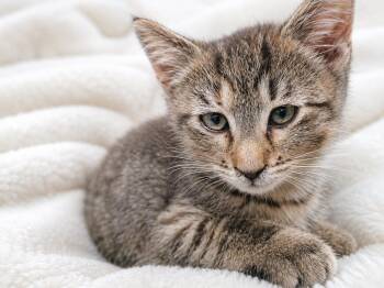 Stapler -  Domestic Short Hair Cat for Adoption in Farmington, Minnesota - Stapler | PetCurious
