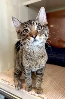 ROCKY -  Domestic Short Hair Cat for Adoption in Fernandina Beach, Florida - ROCKY | PetCurious