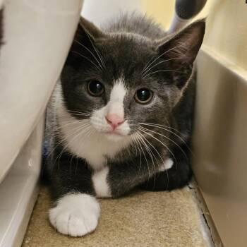 Berry Berry Extraordinary -  Domestic Short Hair Cat for Adoption in Burlington, Ontario - Berry Berry Extraordinary | PetCurious
