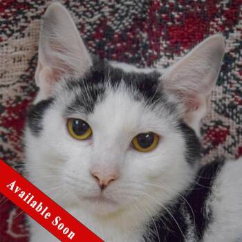 Domestic Short Hair Cats Available for Adoption - Gogurt | PetCurious