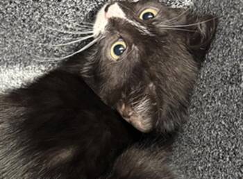 Domestic Short Hair Cats Available for Adoption in Dallas, Texas - PENGUIN | PetCurious