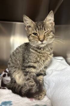 Rescue Domestic Short Hair Cats for Adoption in Columbia, South Carolina - Caroline | PetCurious
