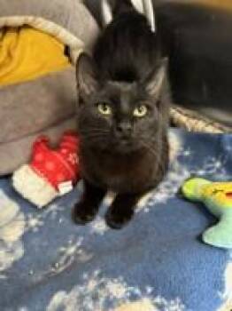 Karbunko -  Domestic Short Hair Cat Available for Adoption in Manitowoc, Wisconsin - Karbunko | PetCurious