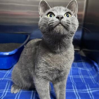 Domestic Short Hair Cats Available for Adoption in Beaumont, Texas - Beamer | PetCurious