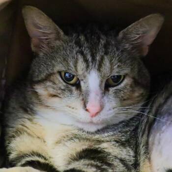 Domestic Short Hair Cats Available for Adoption - Teddy | PetCurious