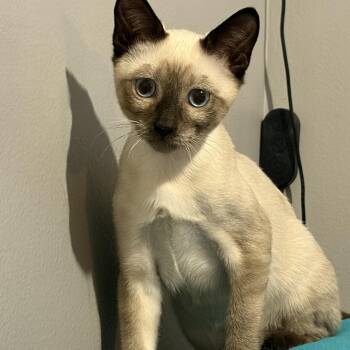Rory -  Siamese Cat for Adoption in Burnaby, British Columbia - Rory | PetCurious