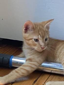 Nandor (FCID# 06/09/2026 - 14) -  Tabby Cat for Adoption in Greenville, Delaware - Nandor (FCID# 06/09/2026 - 14) | PetCurious