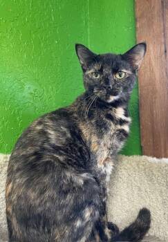 Rescue Domestic Short Hair Cats for Adoption in Fort Worth, Texas - Ida | PetCurious