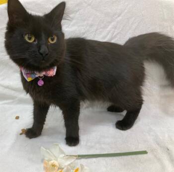 Domestic Medium Hair Cats Available for Adoption - Binx- NEW | PetCurious