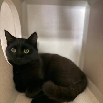 Rescue Domestic Short Hair Cats for Adoption in Pagosa Springs, Colorado - Kelli | PetCurious