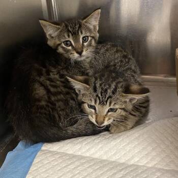 Domestic Short Hair Cats Available for Adoption in Westminster, California - Greek Food Items 1_2 | PetCurious