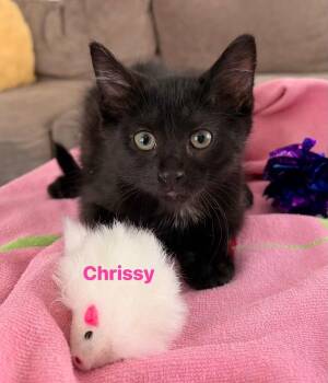 Chrissy -  Domestic Short Hair Cat for Adoption in Seaford, New York - Chrissy | PetCurious