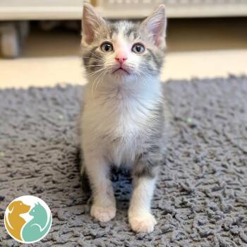 Vinny -  Domestic Short Hair Cat for Adoption in Toledo, Ohio - Vinny | PetCurious
