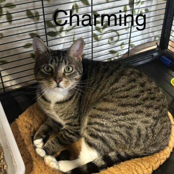 Charming -  Domestic Short Hair Cat Available for Adoption in Cortland, New York - Charming | PetCurious