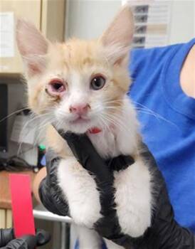 A882827 -  Domestic Short Hair Cat for Adoption in Camarillo, California - A882827 | PetCurious