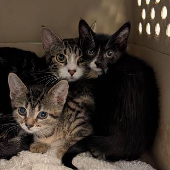 Bootsy -  Domestic Short Hair Cat for Adoption in Fairport, New York - Bootsy | PetCurious