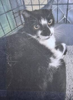 Panda Freeport -  Domestic Short Hair Cat for Adoption in Westbury, New York - Panda Freeport | PetCurious