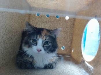 ESMERALDA -  Domestic Medium Hair Cat for Adoption in Albuquerque, New Mexico - ESMERALDA | PetCurious