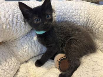MICHELLE -  Domestic Short Hair Cat for Adoption in Santa Clara, California - MICHELLE | PetCurious