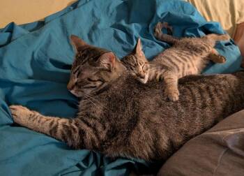 Ladybug -  Domestic Short Hair Cat for Adoption in Bolivar, Missouri - Ladybug | PetCurious