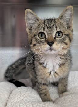 Mortimer -  Domestic Short Hair Cat for Adoption in New Ulm, Minnesota - Mortimer | PetCurious