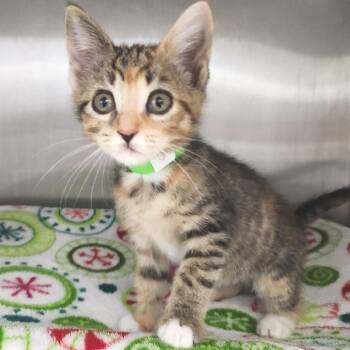 Peaches -  Domestic Short Hair Cat for Adoption in Fort Wayne, Indiana - Peaches | PetCurious