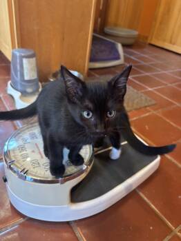 Rescue Domestic Short Hair Cats for Adoption in Cathlamet, Washington - Lyra | PetCurious