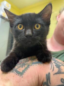 Kuff -  Domestic Short Hair Cat for Adoption in Crossville, Tennessee - Kuff | PetCurious