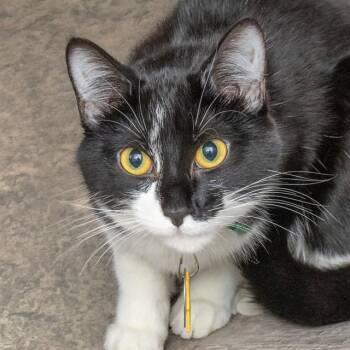 CLOUDJUMPER -  Domestic Short Hair Cat for Adoption in St. Louis, Missouri - CLOUDJUMPER | PetCurious