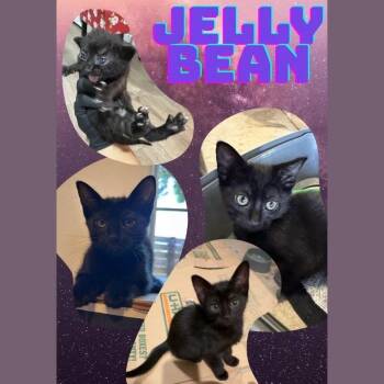 Jelly Bean -  Domestic Short Hair Cat for Adoption in Orangevale, California - Jelly Bean | PetCurious